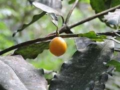 Garcinia intermedia