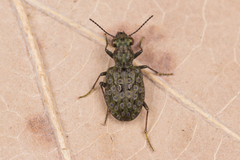 Elaphrus riparius
