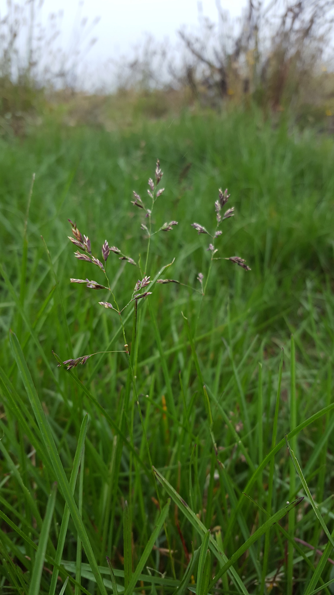 (c) François Rousseu, certains droits réservés (CC BY-NC) https://www.inaturalist.org/observations/149418340