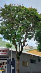 Spathodea campanulata