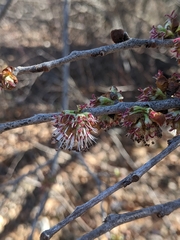 Prunus persica