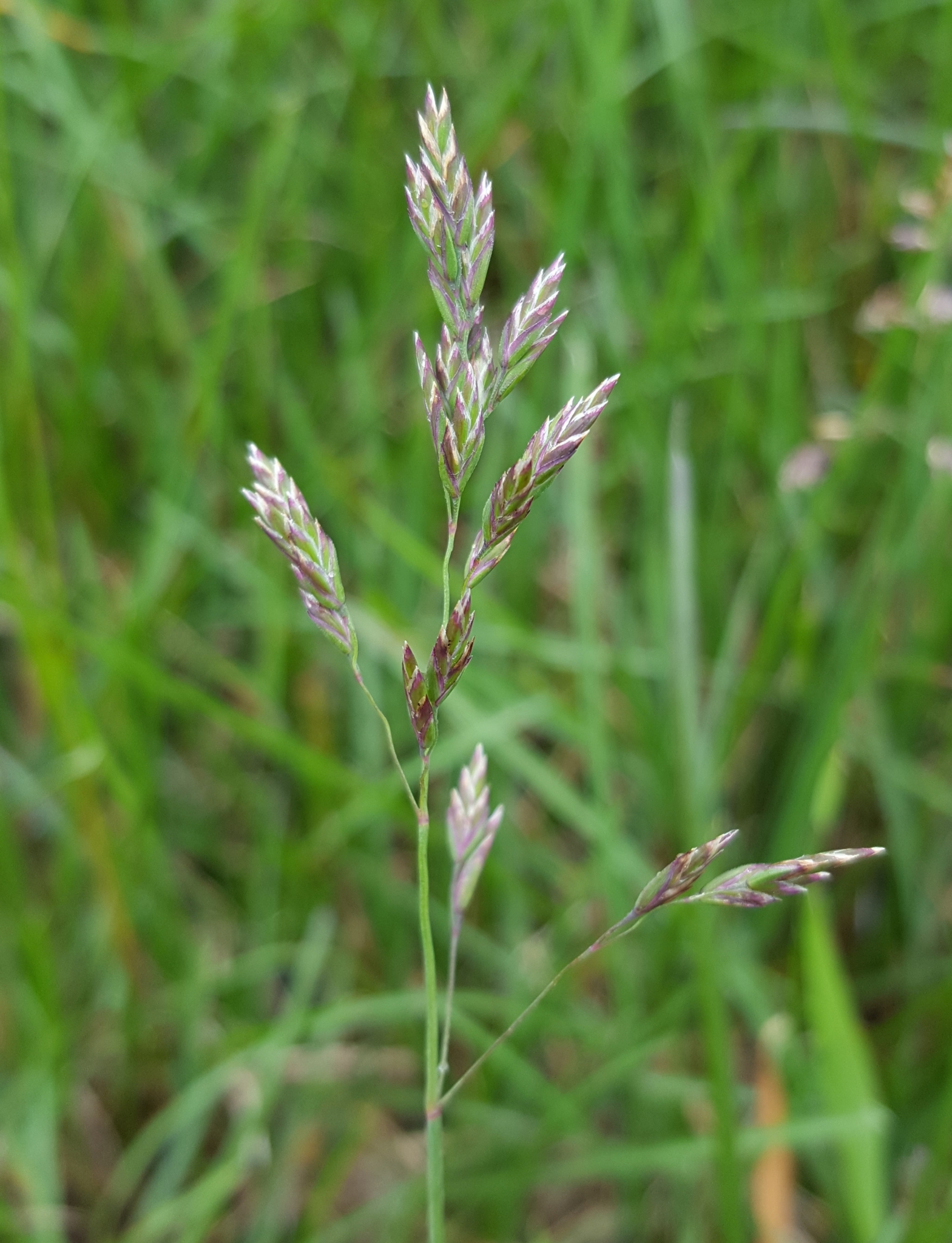 (c) François Rousseu, certains droits réservés (CC BY-NC) https://www.inaturalist.org/observations/149418340