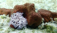 Amphimedon compressa