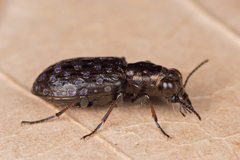 Elaphrus cupreus