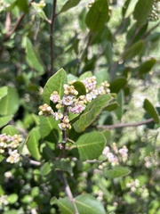 Rhus integrifolia