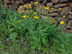 Sonchus bourgeaui
