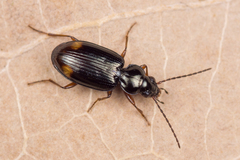 Bembidion biguttatum