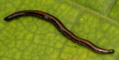 Geoplanidae