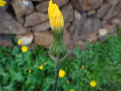 Sonchus bourgeaui