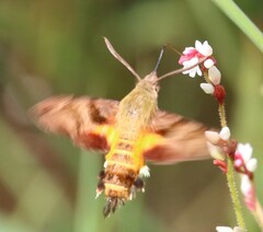 Macroglossum trochilus