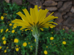 Sonchus bourgeaui