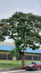 Spathodea campanulata