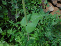 Sonchus bourgeaui