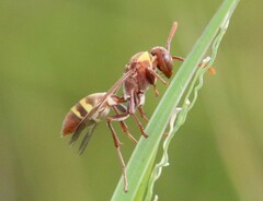 Polistes badius