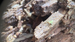Lyssomanes viridis
