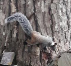 Sciurus stramineus