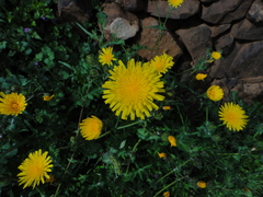 Sonchus bourgeaui