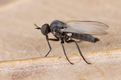 Rhamphomyia