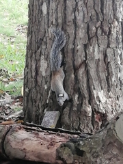 Sciurus stramineus