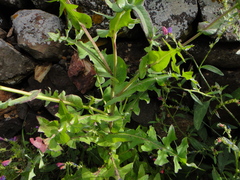 Sonchus bourgeaui