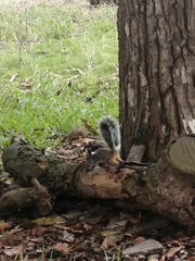 Sciurus stramineus