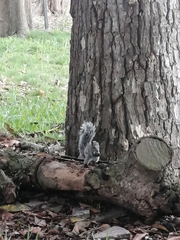 Sciurus stramineus