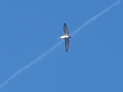 Pelecanus crispus