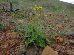 Sonchus bourgeaui