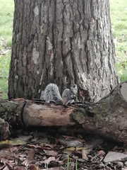 Sciurus stramineus
