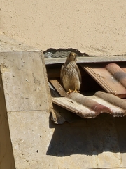Falco tinnunculus