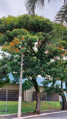 Spathodea campanulata