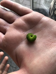 Phlogophora meticulosa