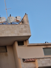 Falco tinnunculus