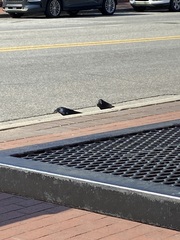 Corvus brachyrhynchos