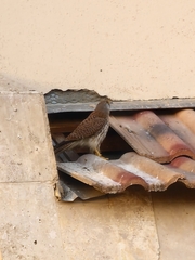 Falco tinnunculus