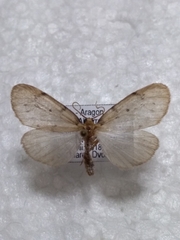 Paidia rica