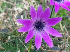 Anemone hortensis