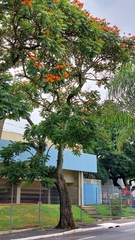 Spathodea campanulata