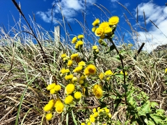 Helichrysum foetidum