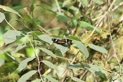 Heliconius clysonymus