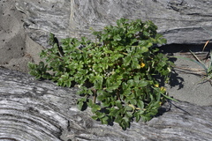 Glehnia littoralis