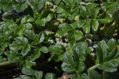 Glehnia littoralis