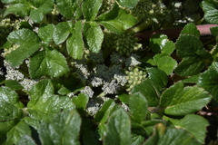 Glehnia littoralis