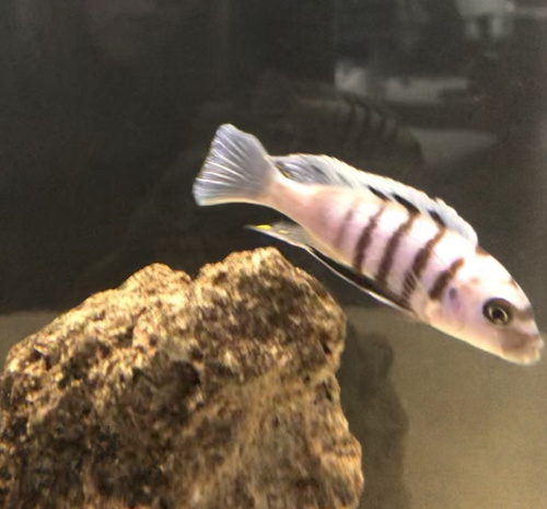 Afra-mbuna (Cynotilapia afra) — Cichlidae — 3