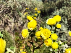 Helichrysum foetidum