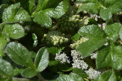 Glehnia littoralis