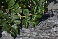 Glehnia littoralis