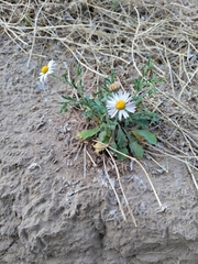 Aphanostephus ramosissimus