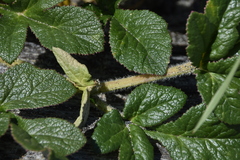 Glehnia littoralis