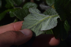 Glehnia littoralis